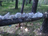 Соль лизунец, глыбовый природный / Сафоново