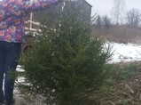 Ель новогодняя живая оптом. / Москва