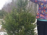 Ель новогодняя живая оптом. / Москва