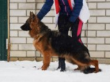 Длинношерстные подростки для выставок и племенного разведения . / Москва