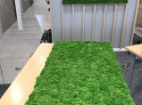 Панели из стабилизированного мха для декора / Новосибирск