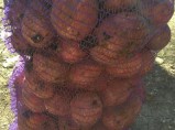 Продам картофель. / Воронеж