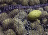 Картофель калиброванный в сетке оптом от производителя / Краснодар