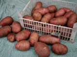 Картофель калиброванный в сетке оптом от производителя / Краснодар