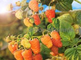Плодовые деревья и плодовые крупномеры (большемеры) взрослые деревья из питомника / Раменское