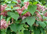 Саженцы и крупномеры сирени из Подмосковного питомника, здоровые и крепкие растения. / Москва
