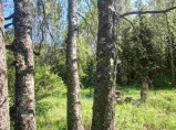 Сказочный лесной хуторок под Старым Изборском  в Псковской области / Псков